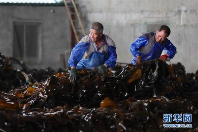 遼寧長海 海洋牧場迎來豐收季，線上線下銷售兩旺