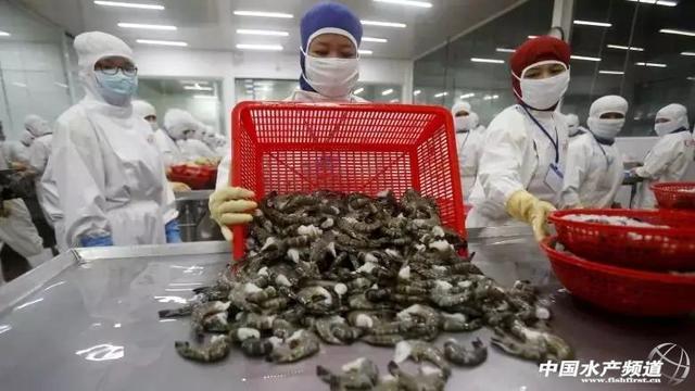 加拿大零售蝦產品驚現“超級細菌”，加工廠感染疑為源頭