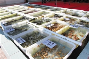 南澳海鮮餐廳推新模式 取消加工費(fèi)，強(qiáng)化銷(xiāo)售品質(zhì)承諾